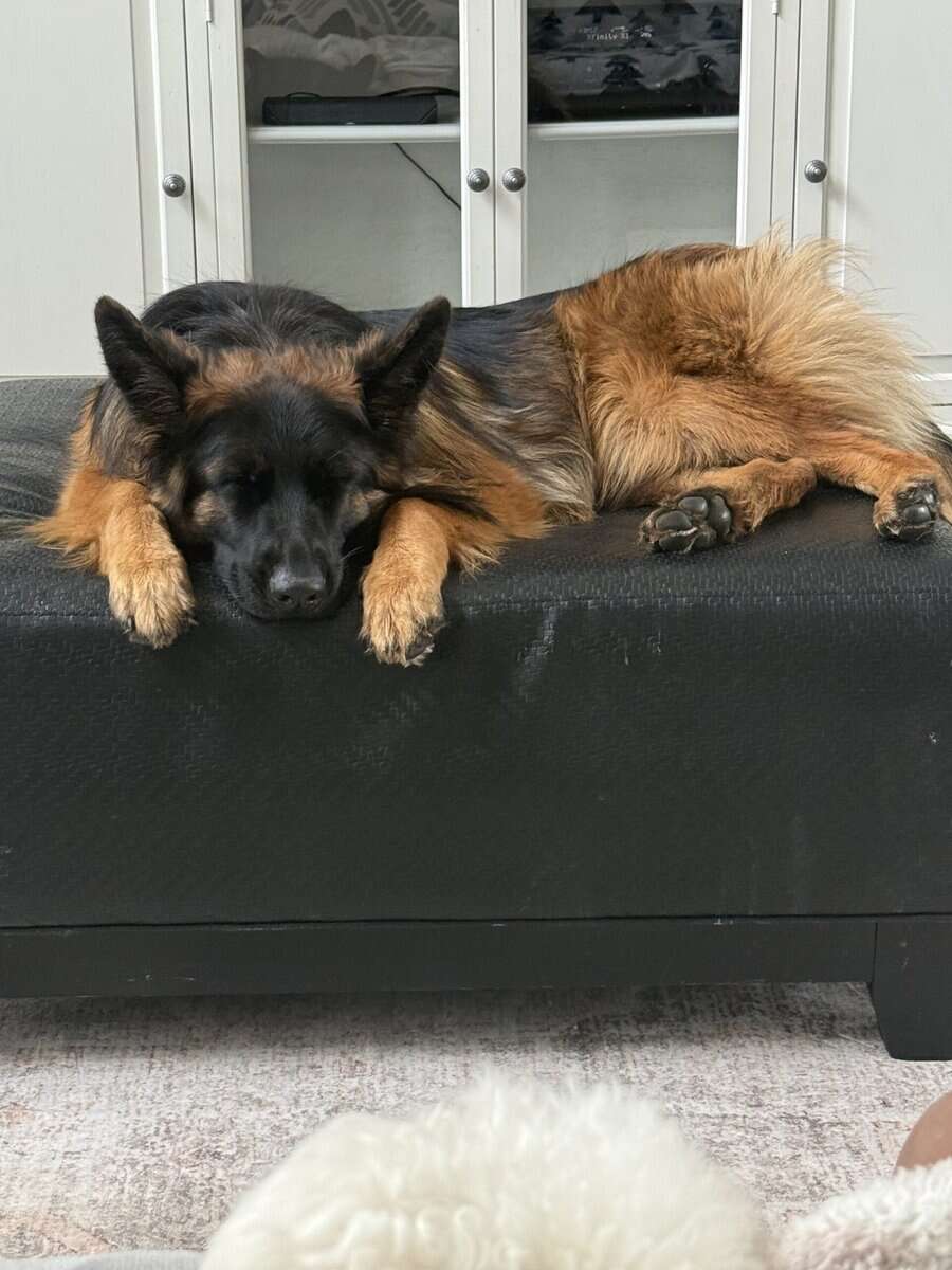 Purebred Champion German Shepherd image 19