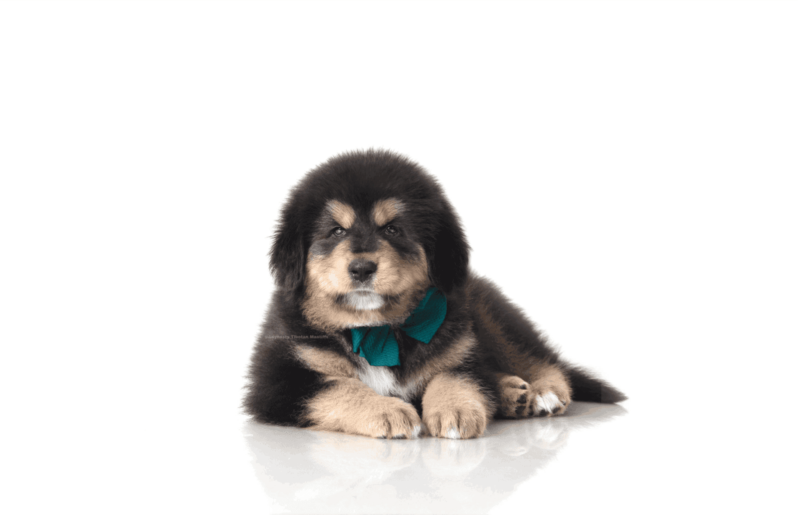 Tibetan Mastiff image 4