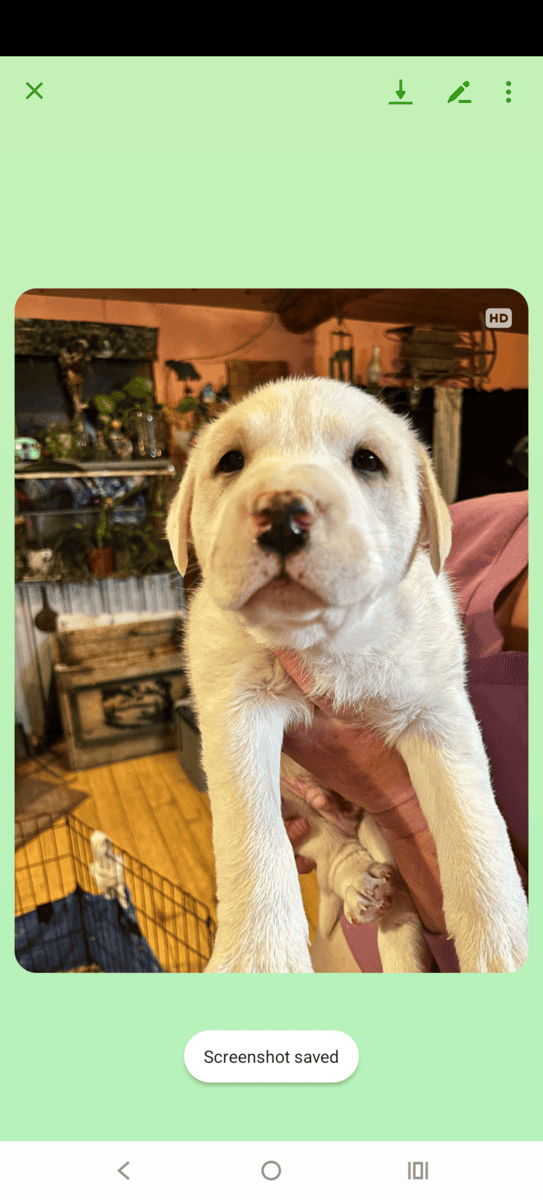 Lab husky mixs? image 1