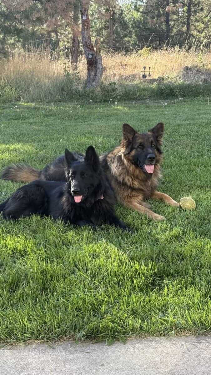 German shepherd puppies image 7