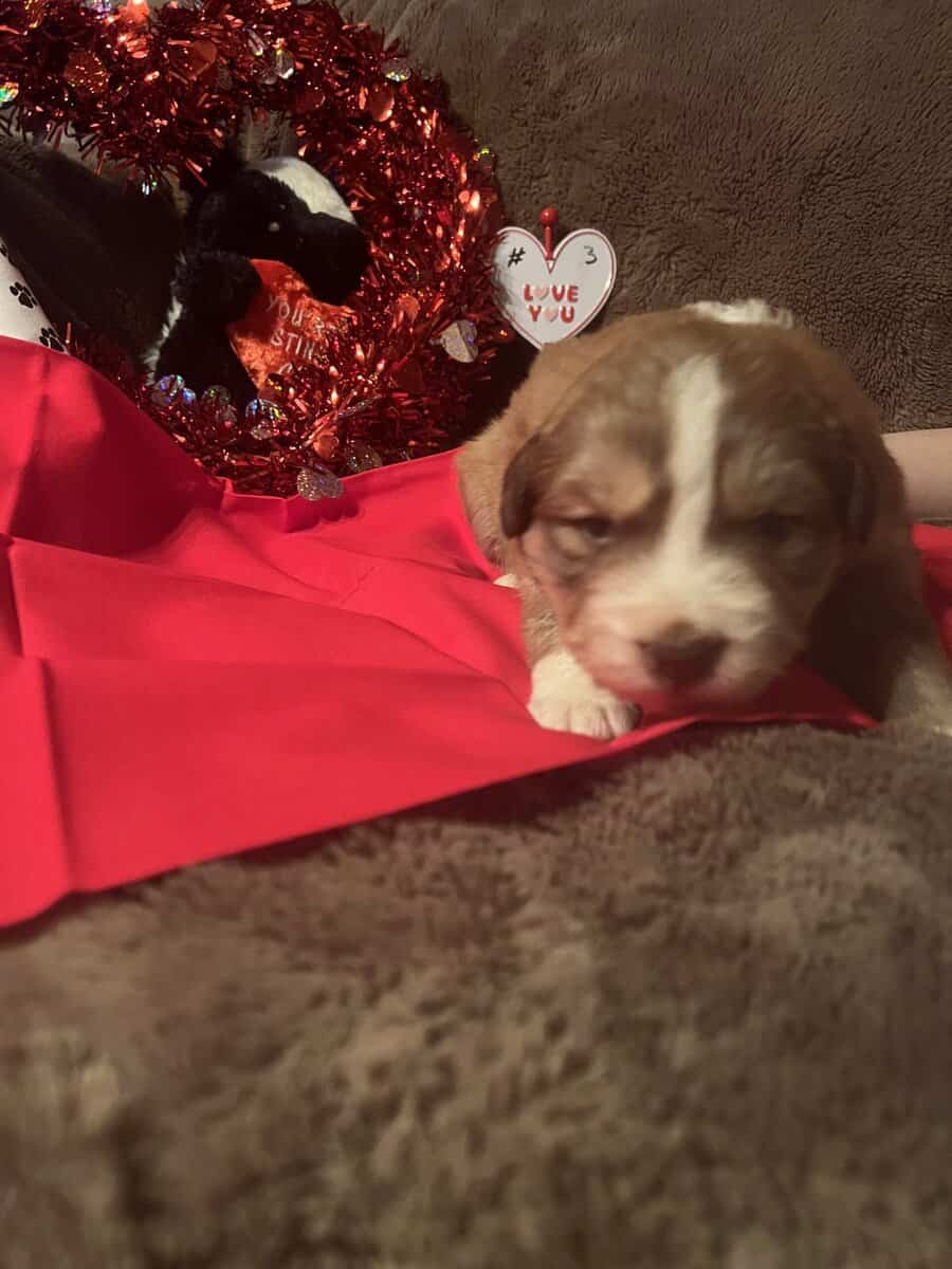 Australian Shepherd Puppies image 3