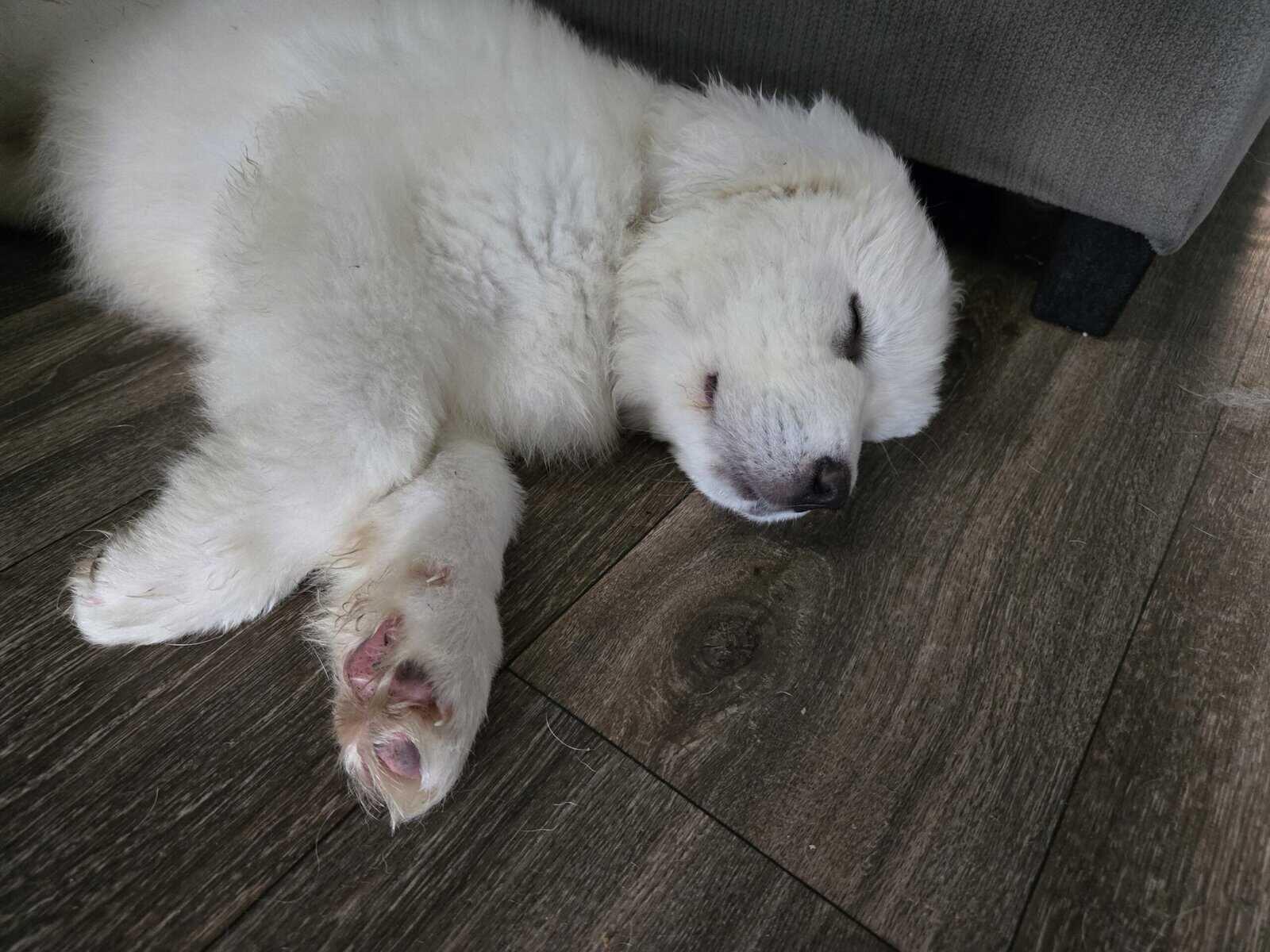Great pyrenees puppy image 2