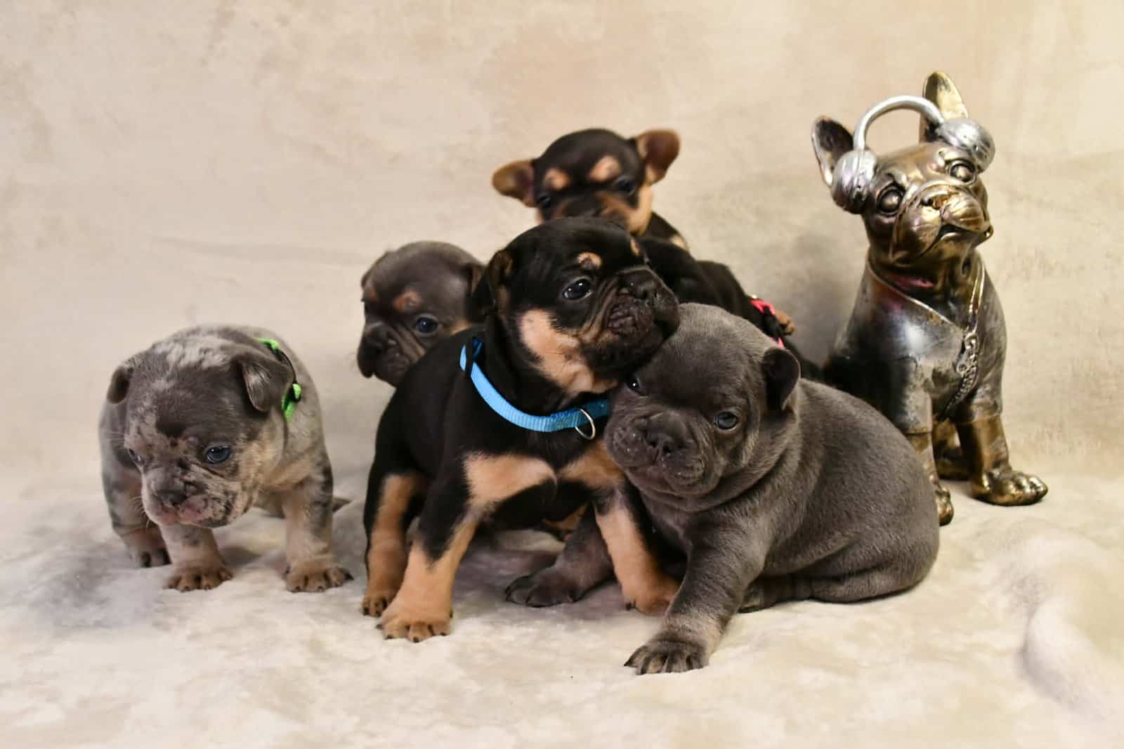 Litter of 6 for Sell - French Bulldogs image 11