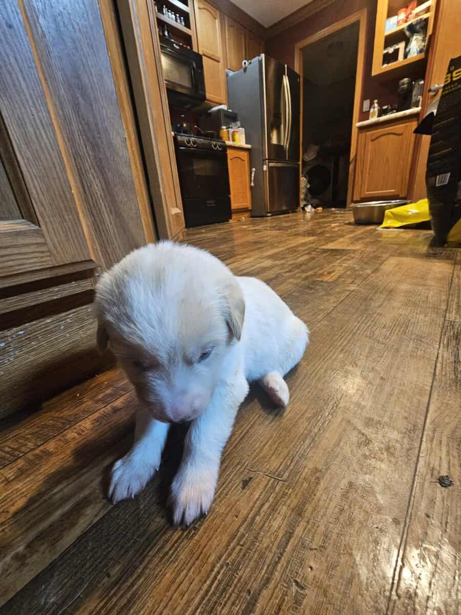11 malamute mix puppies image 8