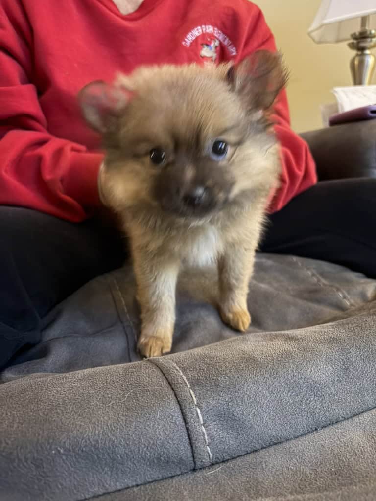 Pomeranian Puppies 10 weeks old image 1