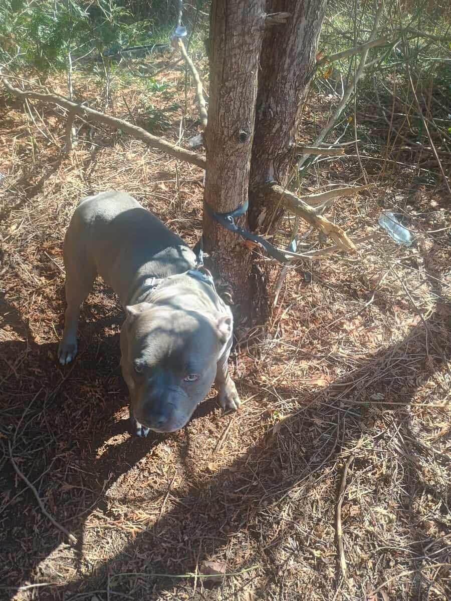 Friendly Blue Bully Dog 2 Years Old For Sale $750 image 2