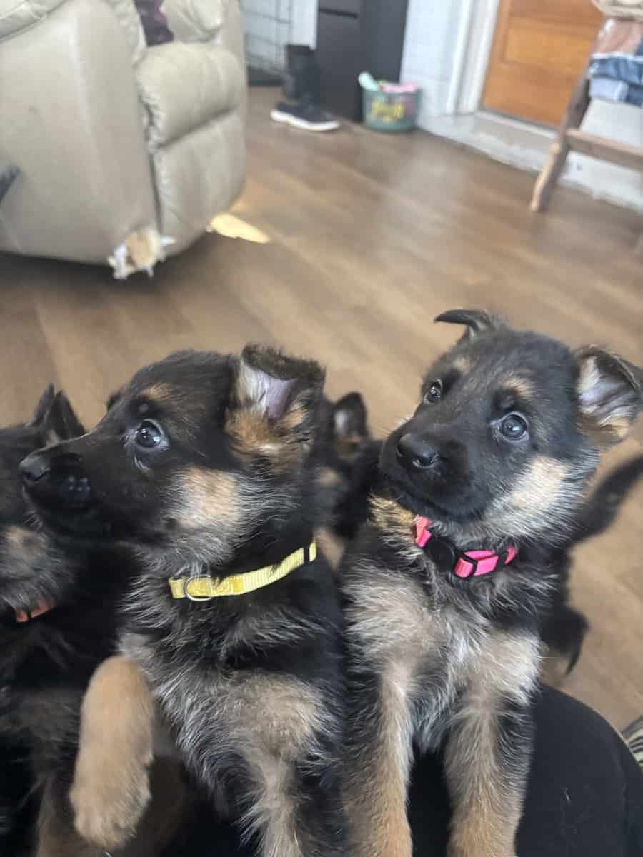 Purebred German Shepherd Puppies image 1