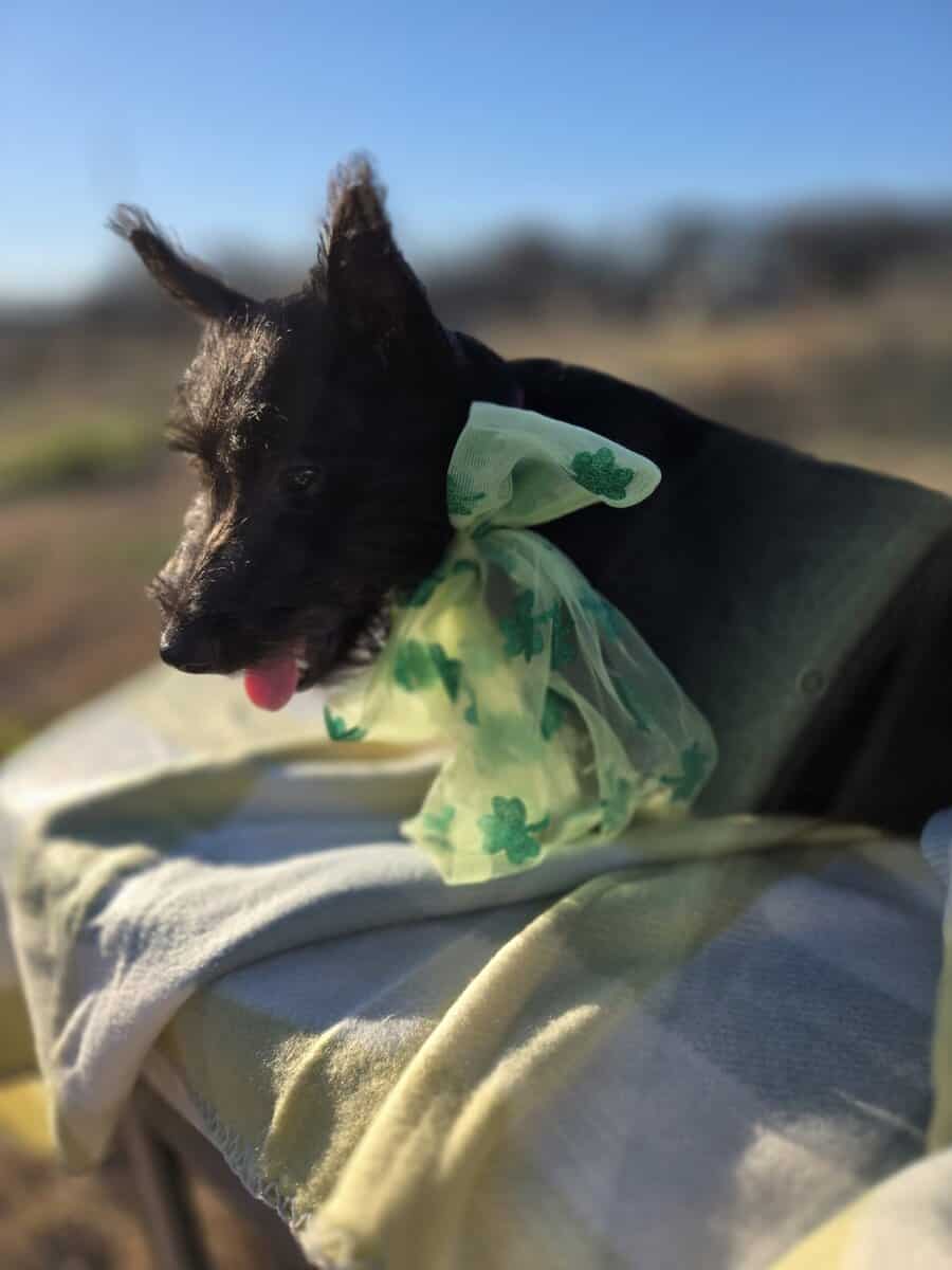 A.K.C Scottish Terroirs Puppis in TX 1 Boy 3 girls image 5