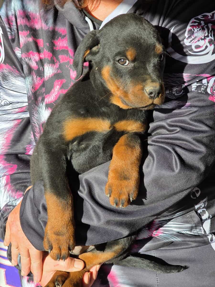 Rottweiler Puppies For Sale image 5