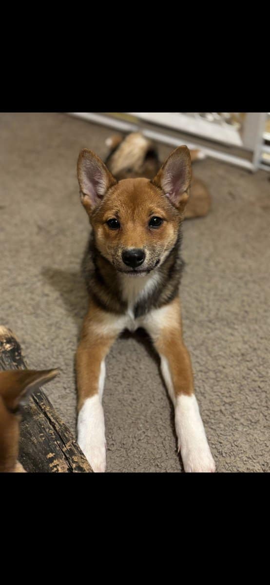 Beautiful purebred Shiba Inu puppies available image 4
