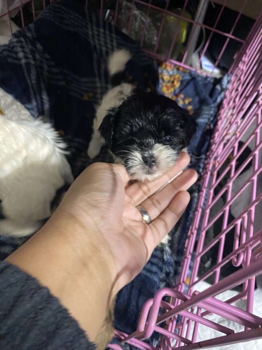 Malti poo image 5