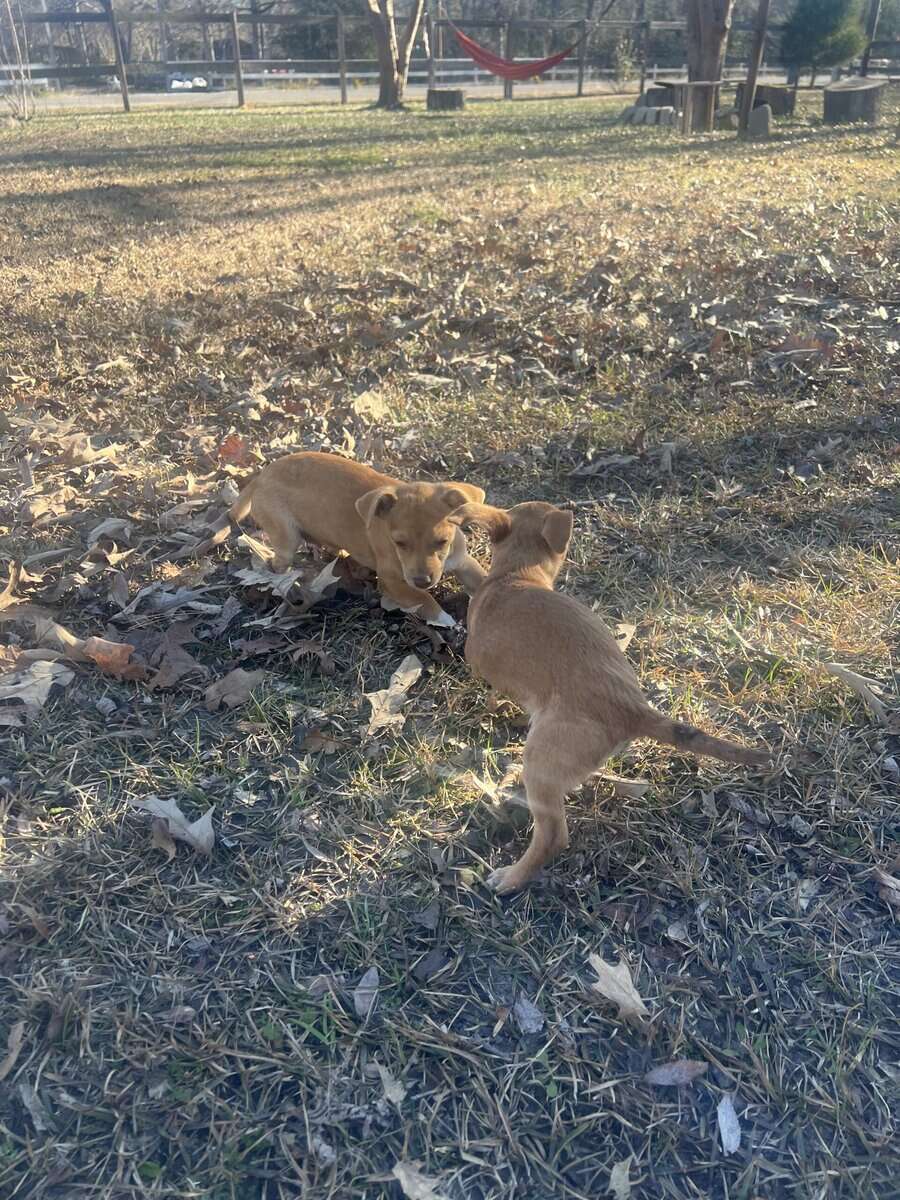 Chihuahua/dachsund image 7
