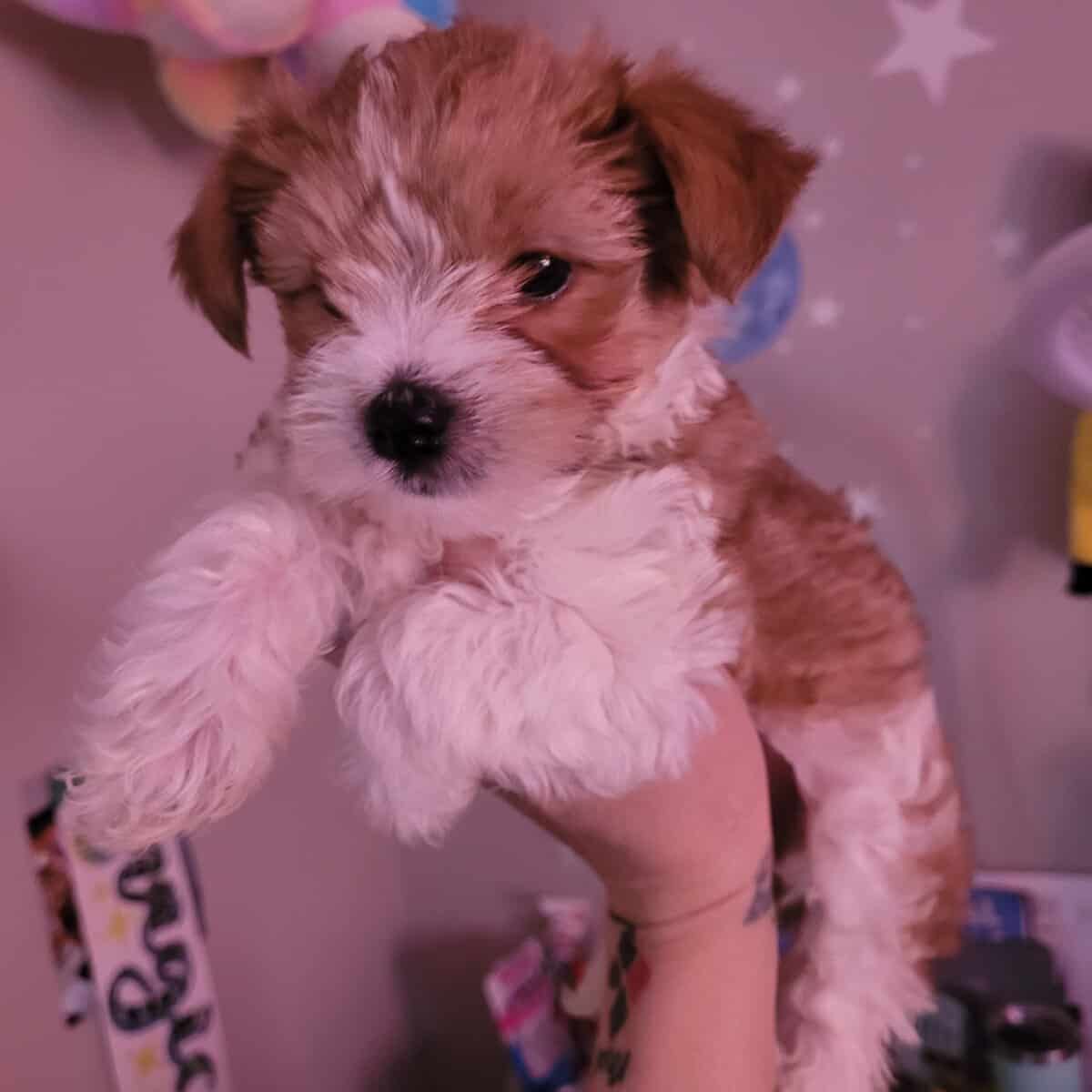 2 male morkies image 1