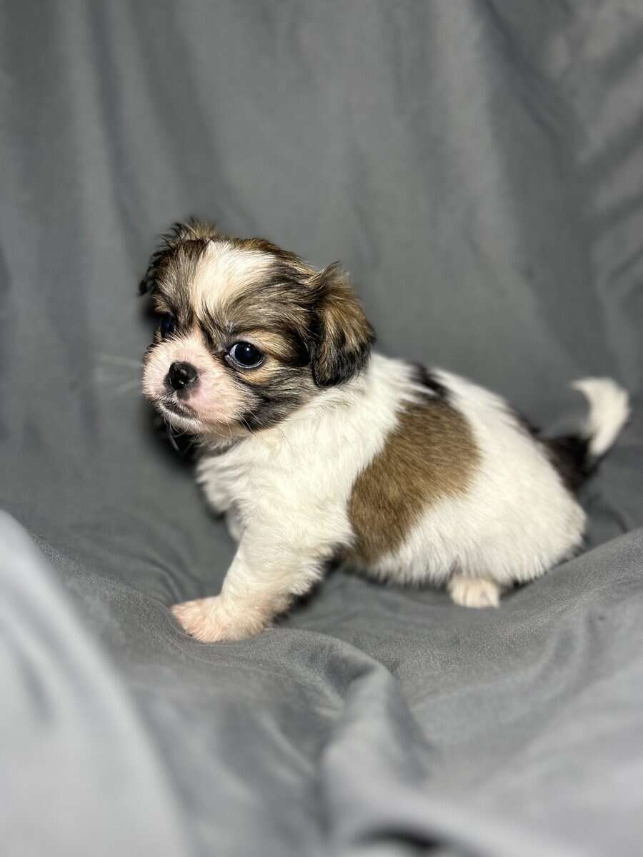 Minnie image 2