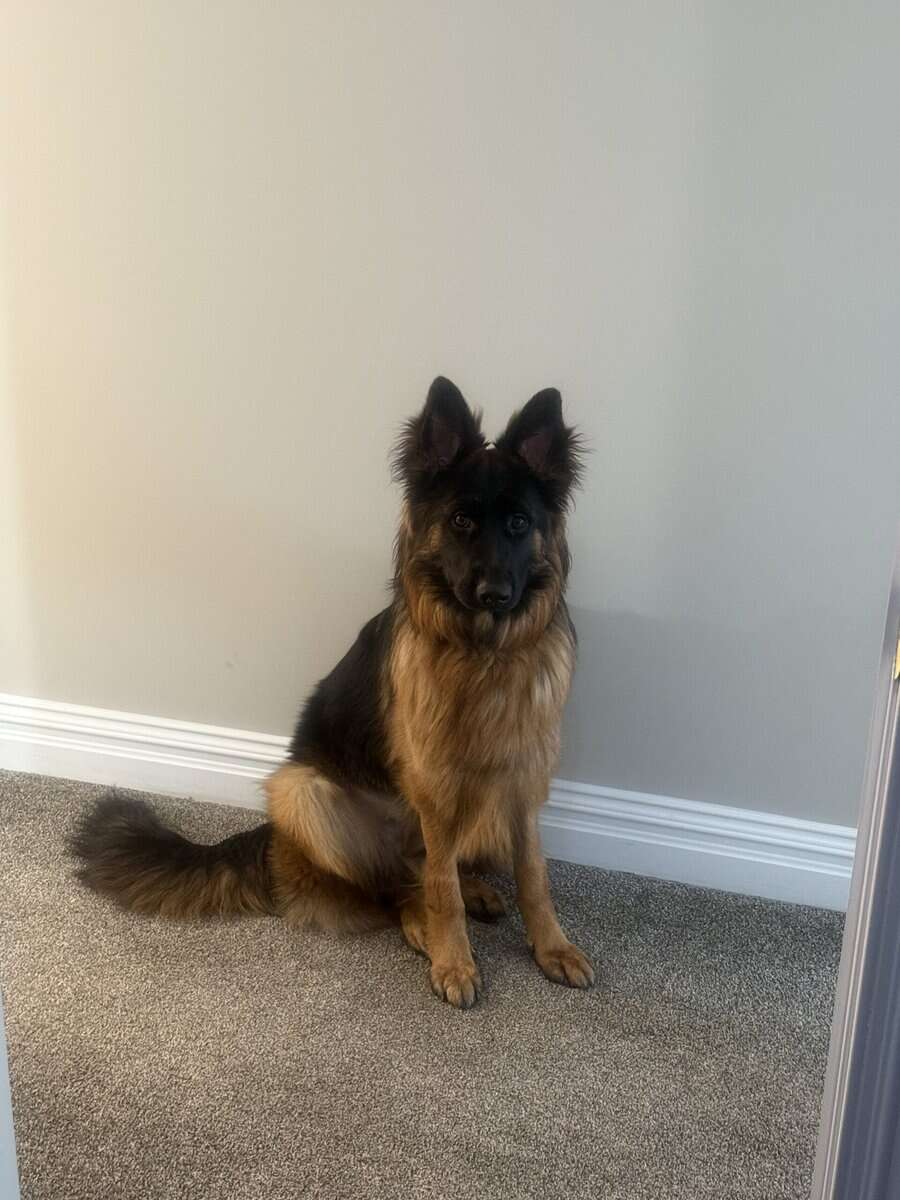 Purebred Champion German Shepherd image 10