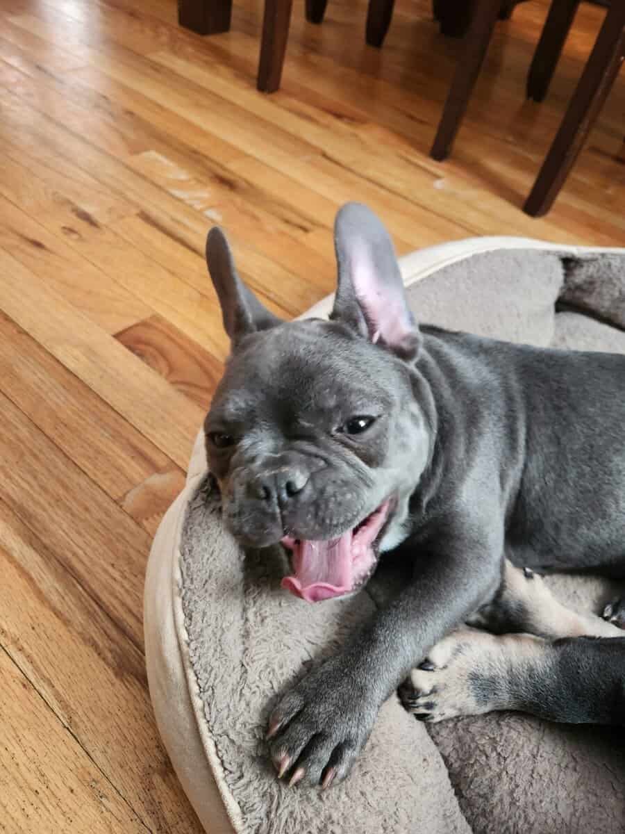 Female French bulldog image 4