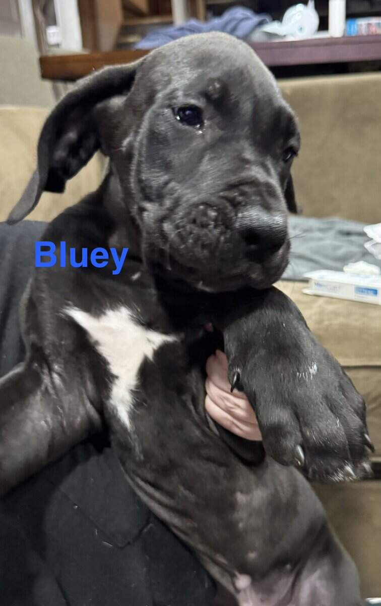 10 week old Great Dane puppy image 1