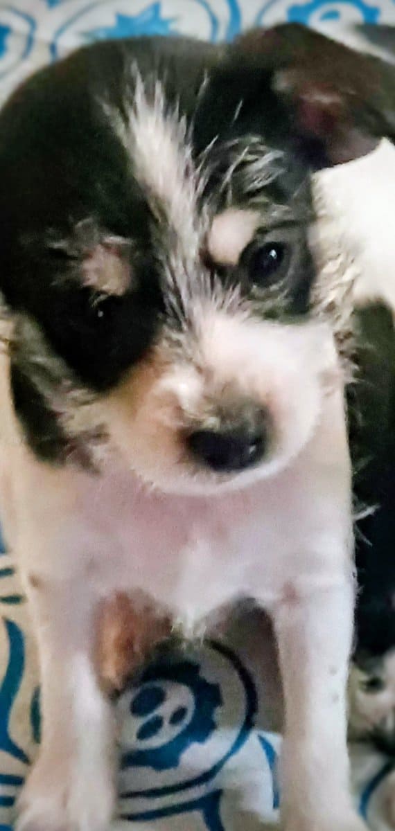 Chorkie pups image 1