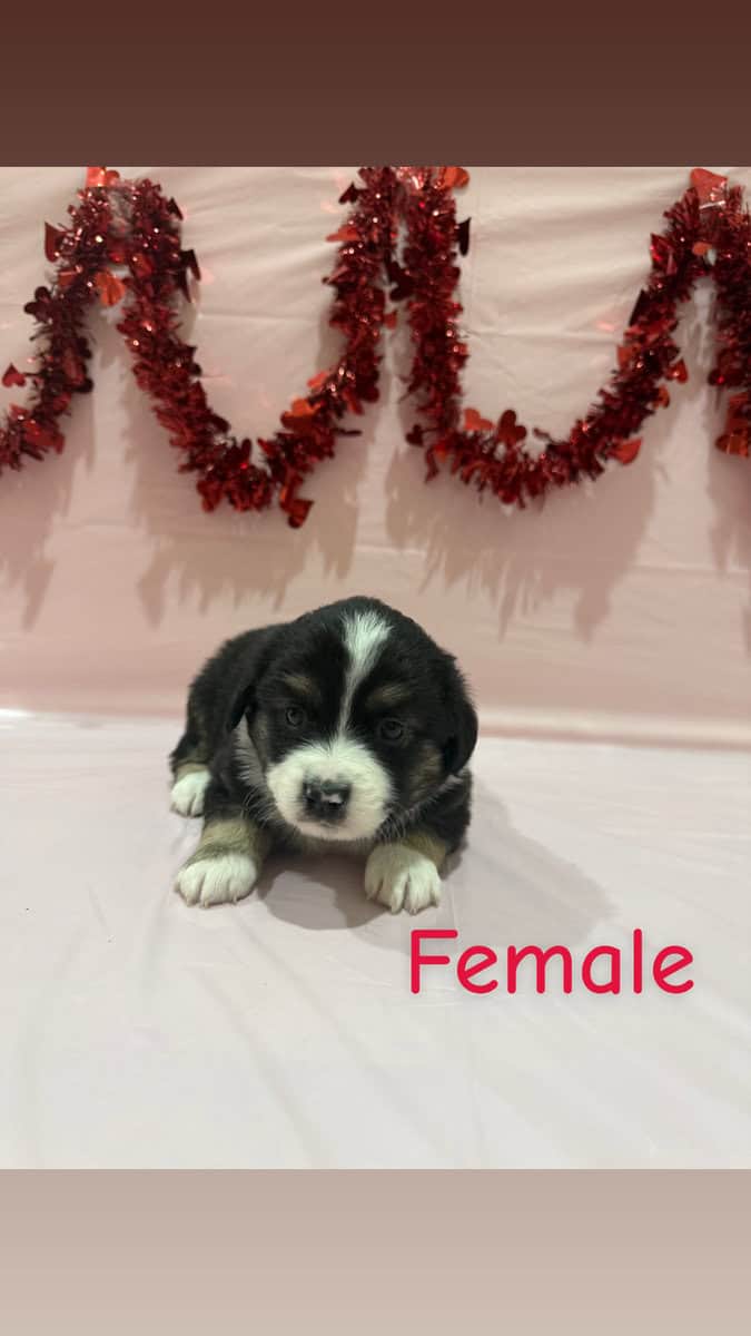 Need a Valentine? These babies are perfect! image 4