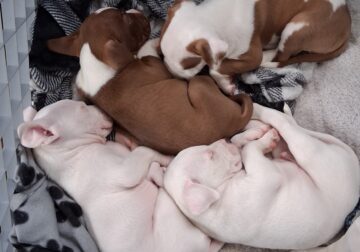 Blue Nose Pit Puppies