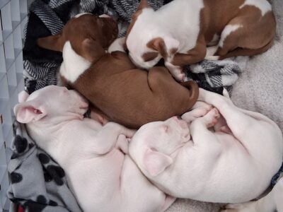 Blue Nose Pit Puppies