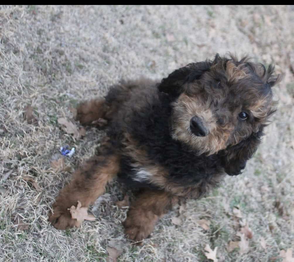 Standard poodle image 2