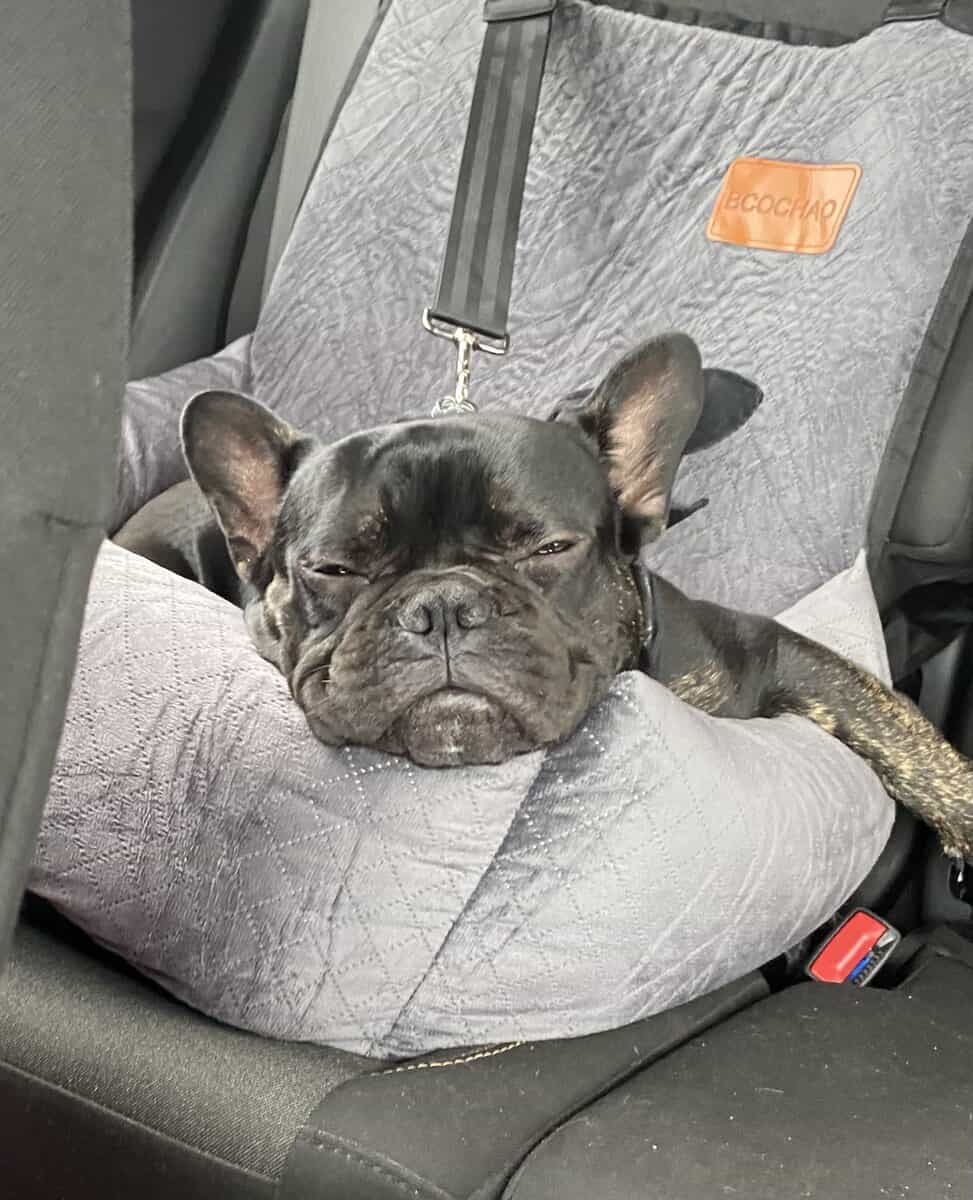 Purebred French Bulldog (With Papers) – 1½ Years O image 5