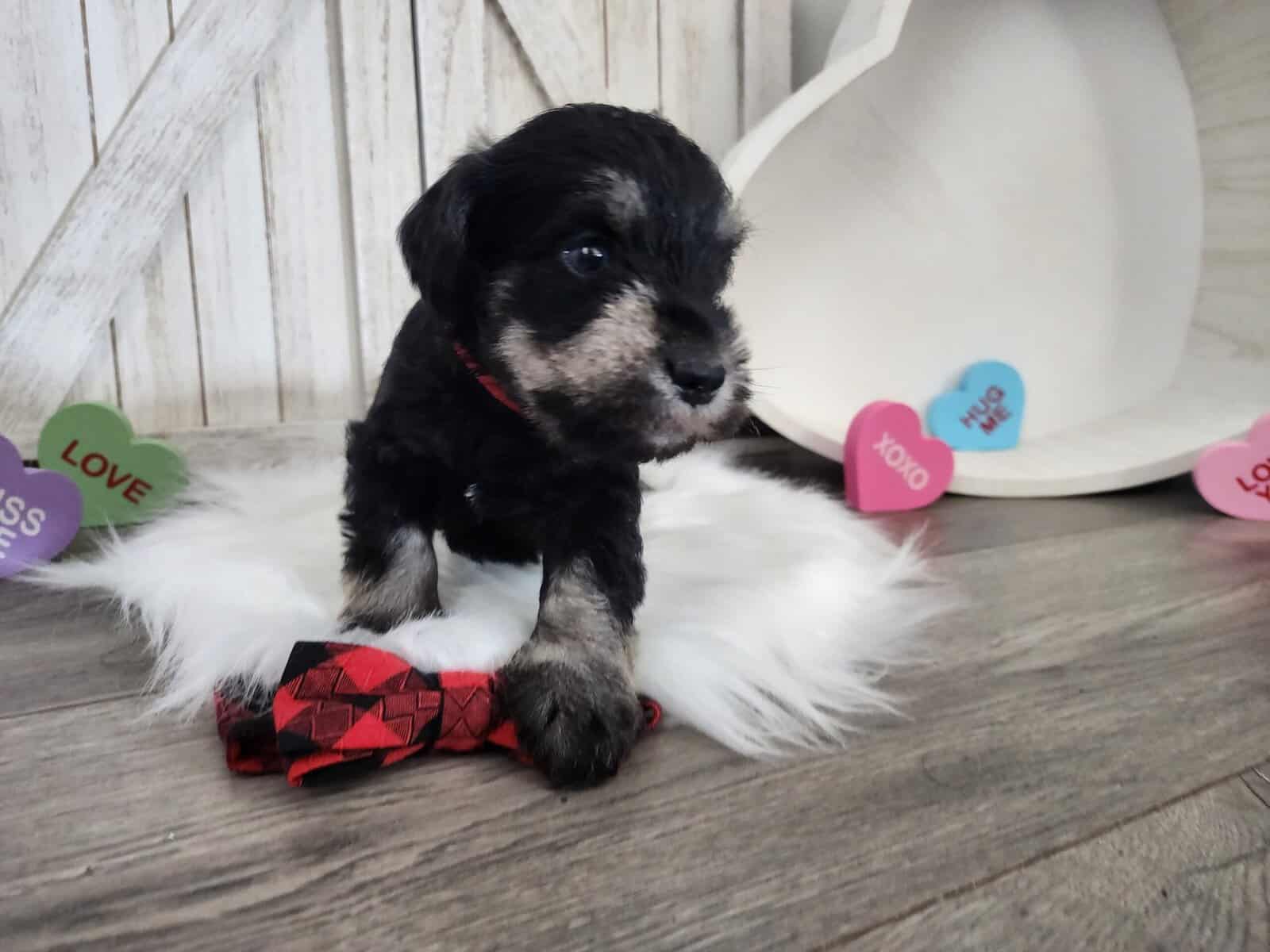 Miniature schnauzer thor image 5
