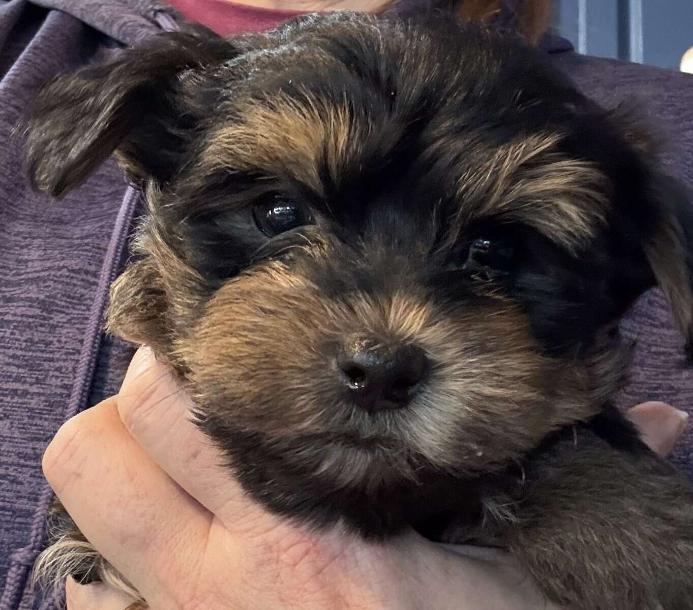 Yorkie Puppies image 2