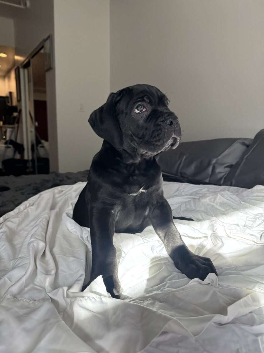 Cane Corso puppies for sale image 2