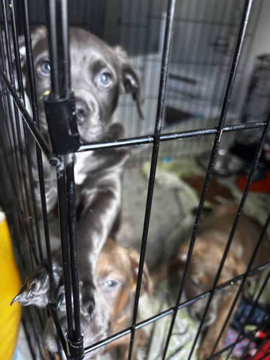 Pitbull puppies born on Christmas image 4