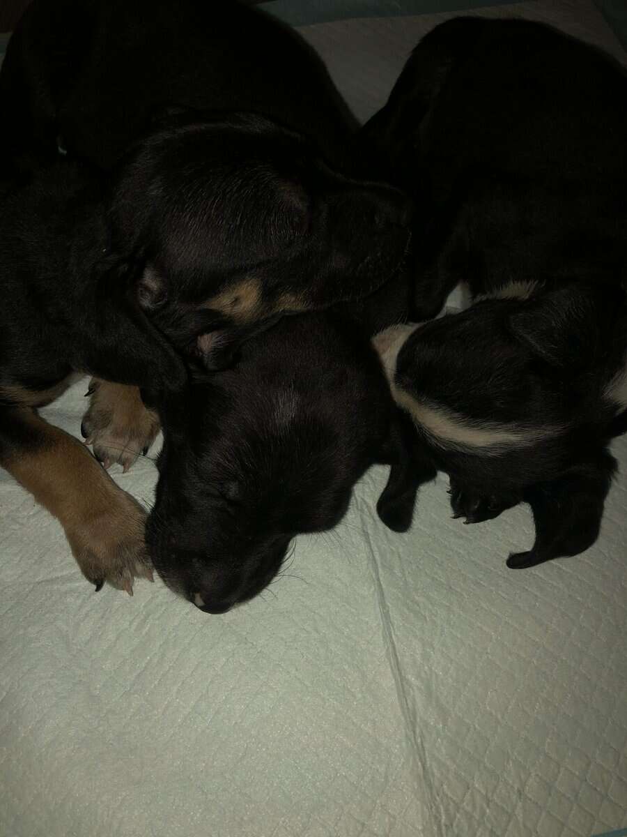 Puppies for sale image 7