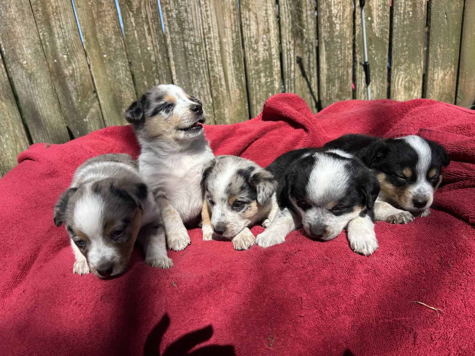 Adorable Australian Heeler pups image 4