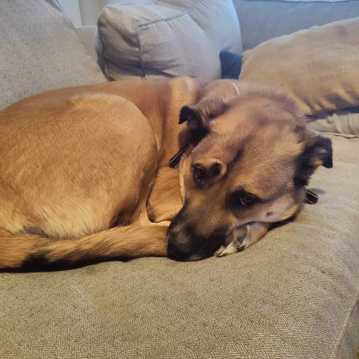 Awesome family dog! image 2