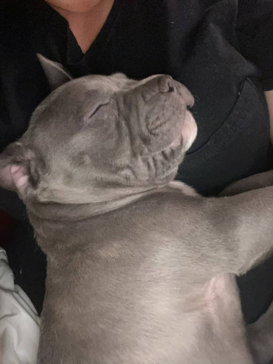 Pit bull puppies looking for forever home image 4