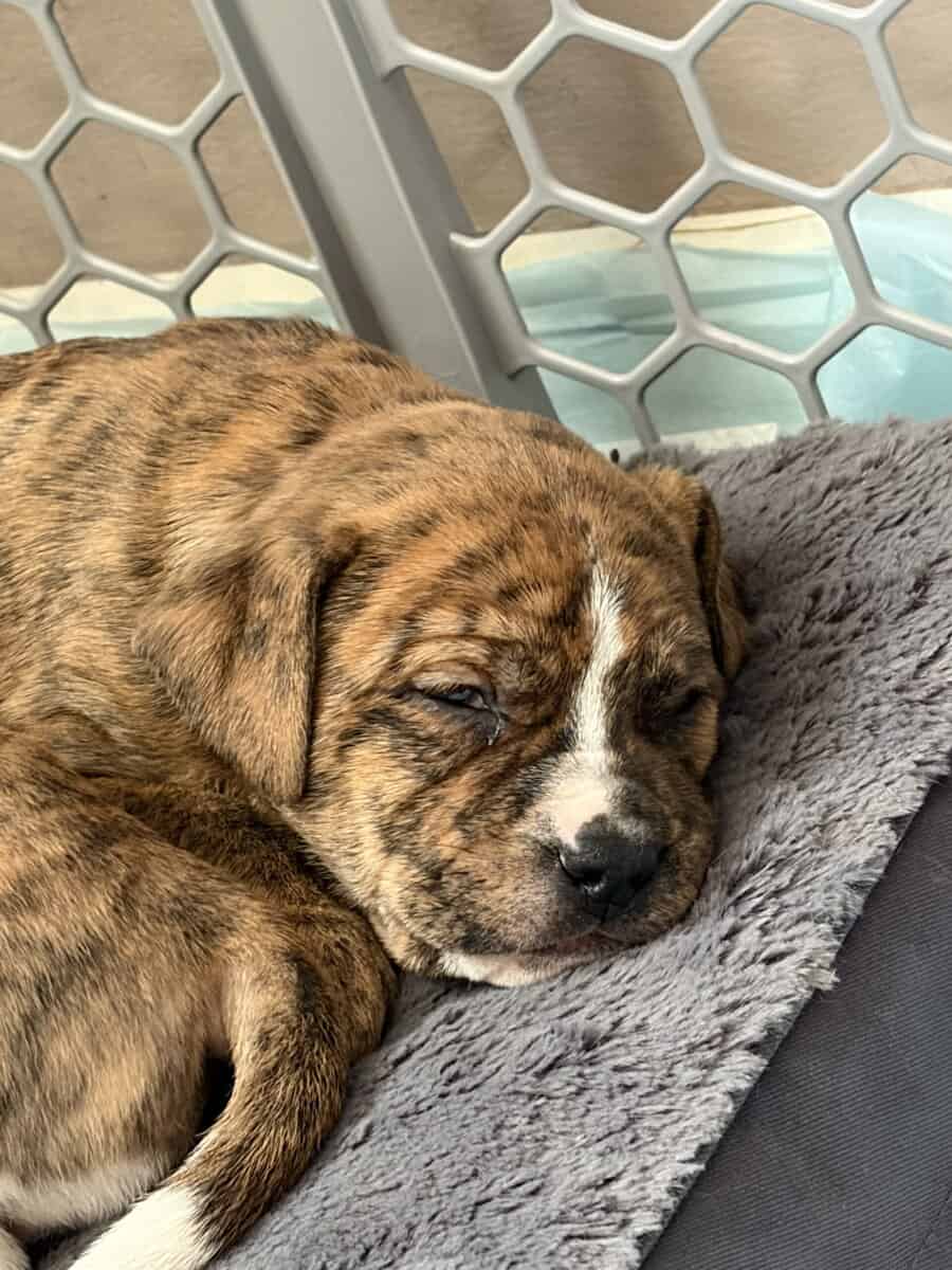 Olde English bulldog puppies image 9