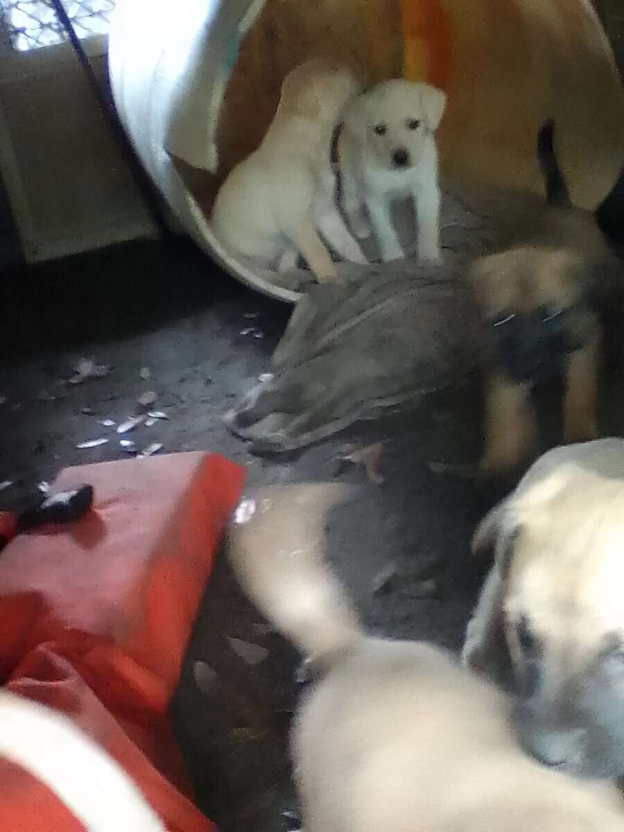 FREE PUPIES image 3