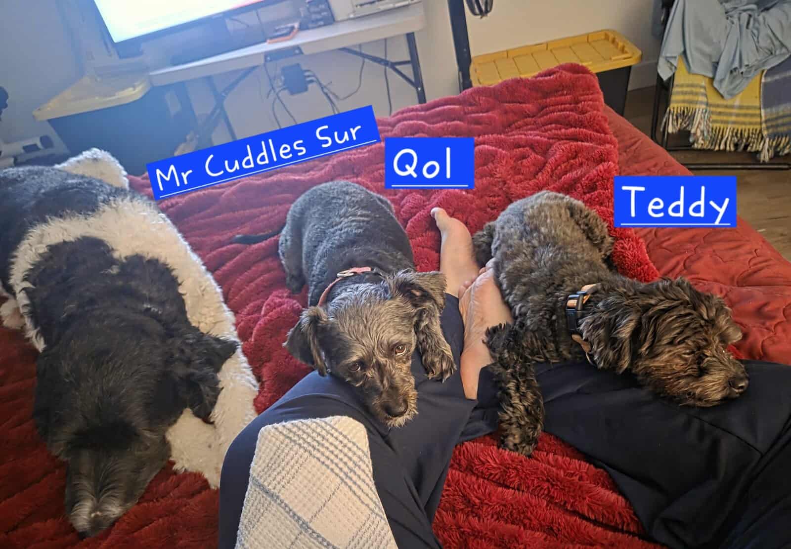 Looking for new home - Qol(Coal) image 15