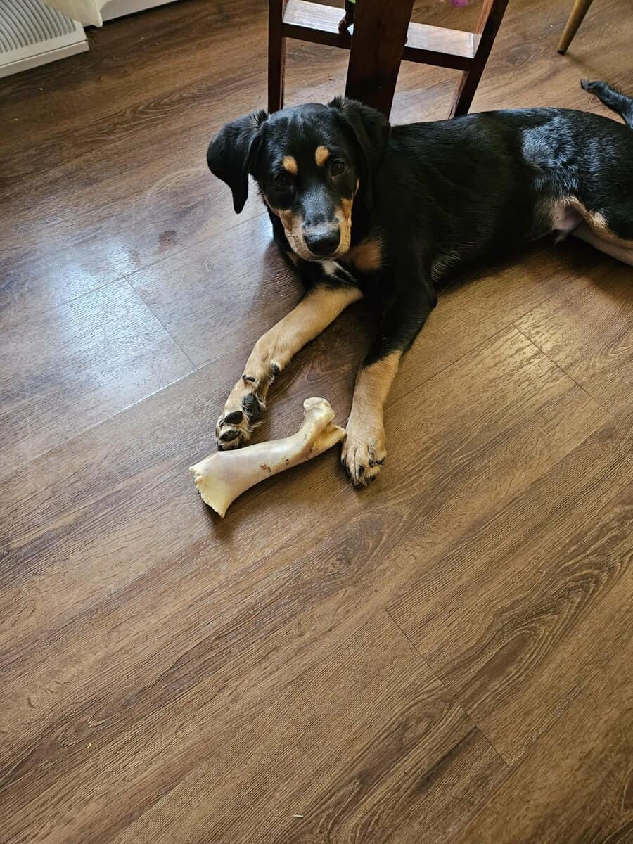 Free Puppy image 2