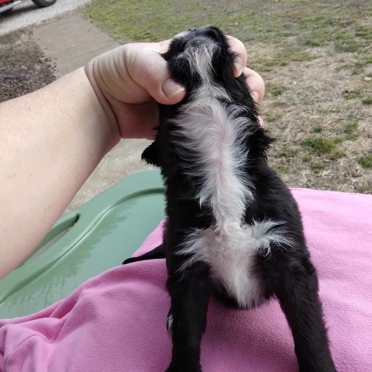 Female Coltrevier puppies Boder Collie/ Golden Ret image 3