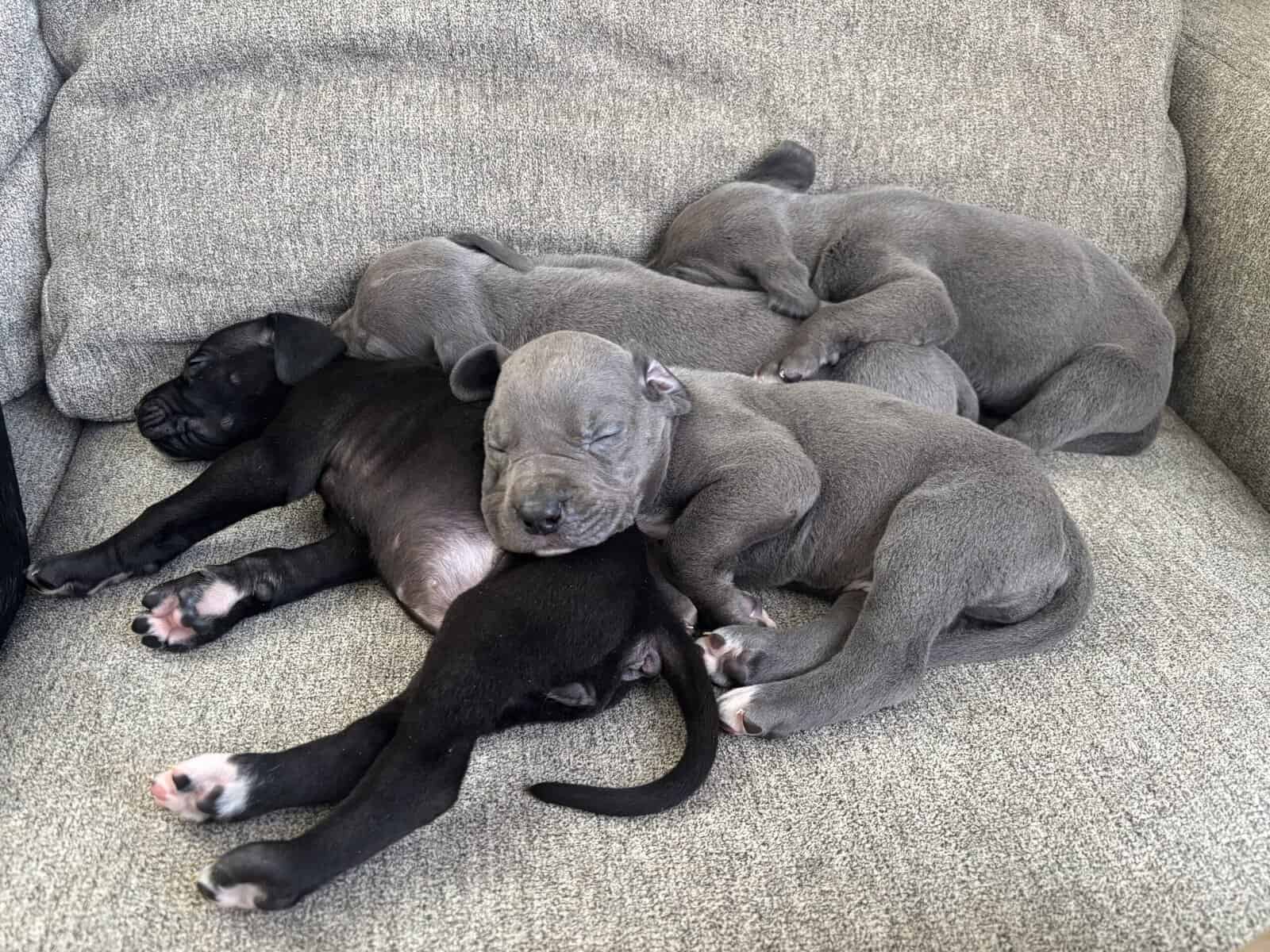 Great Dane female and male puppies image 3