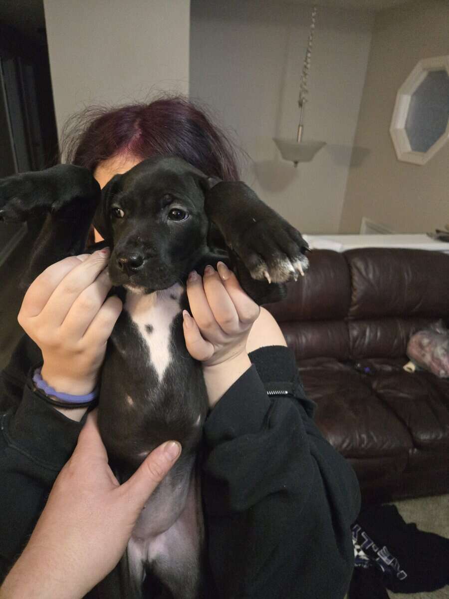 german short hair boxer mix puppies image 5