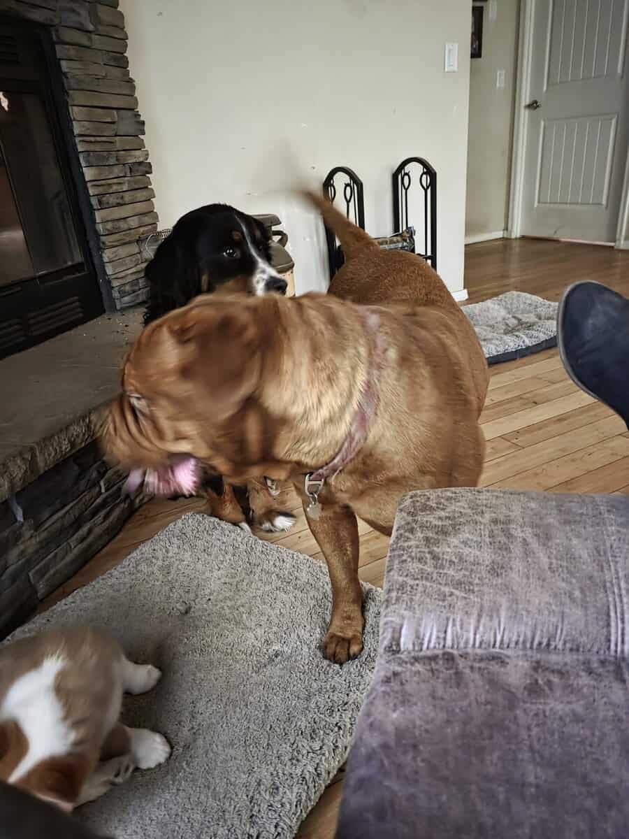 French mastiff image 2