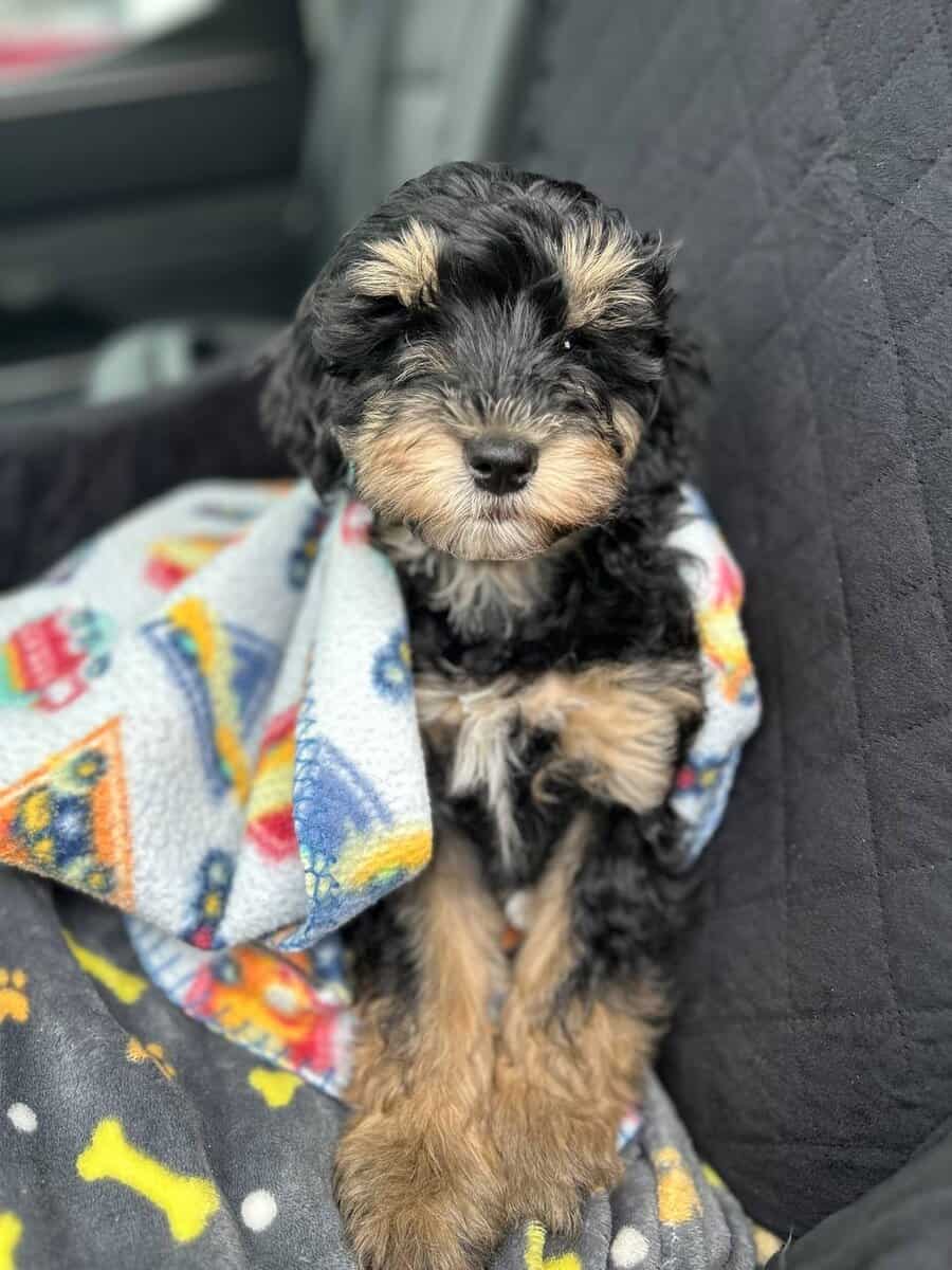 Hypoallergenic poodle mix GIRL image 2