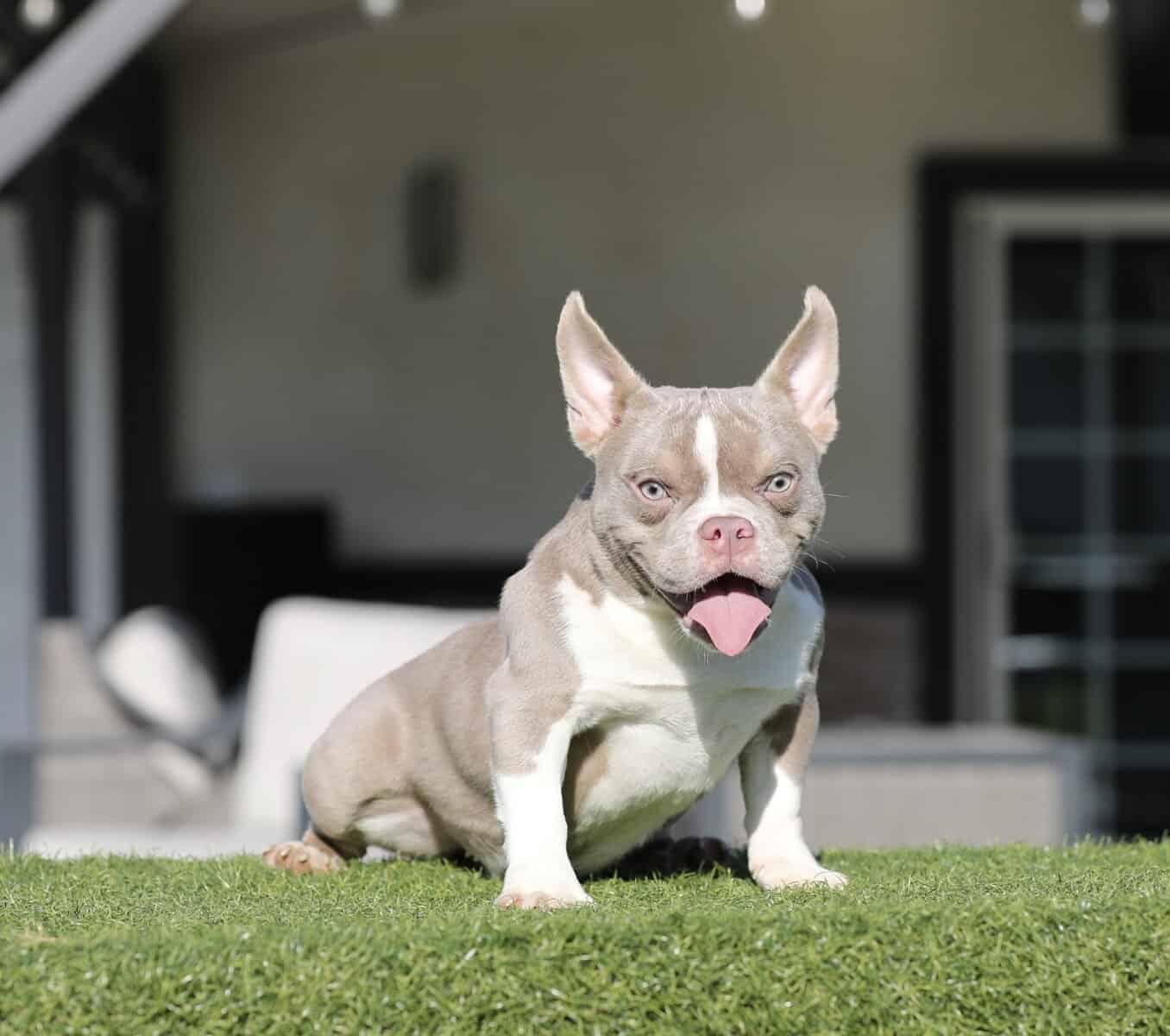 American Bully girls image 4