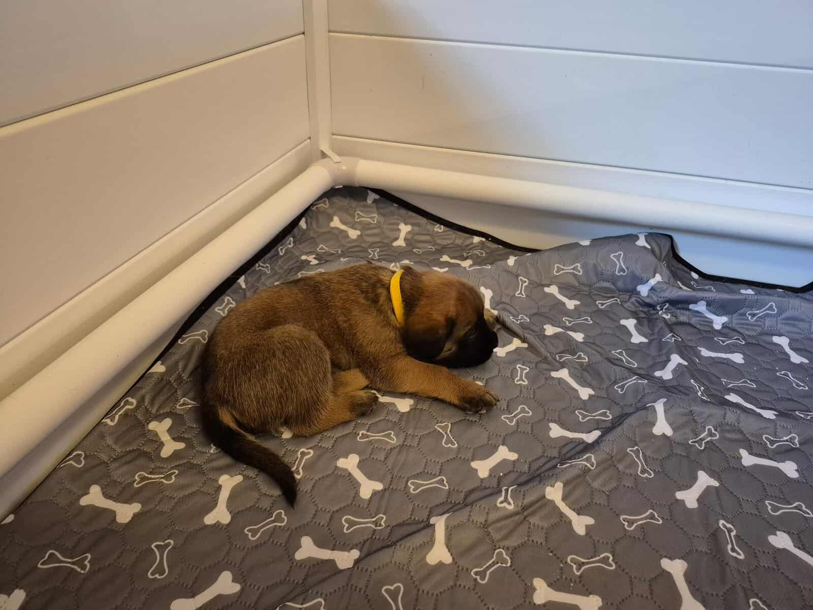 Mastiff image 12