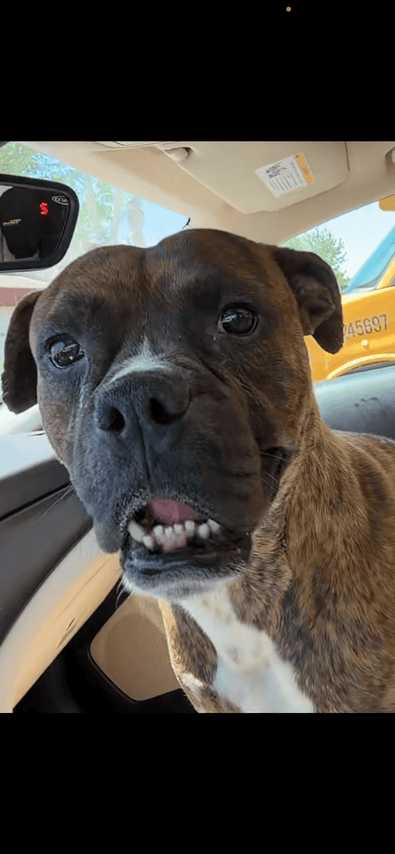 Great dog needs loving home image 1
