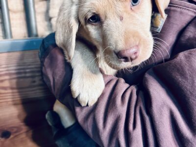 Labrador Puppies AKC Registered