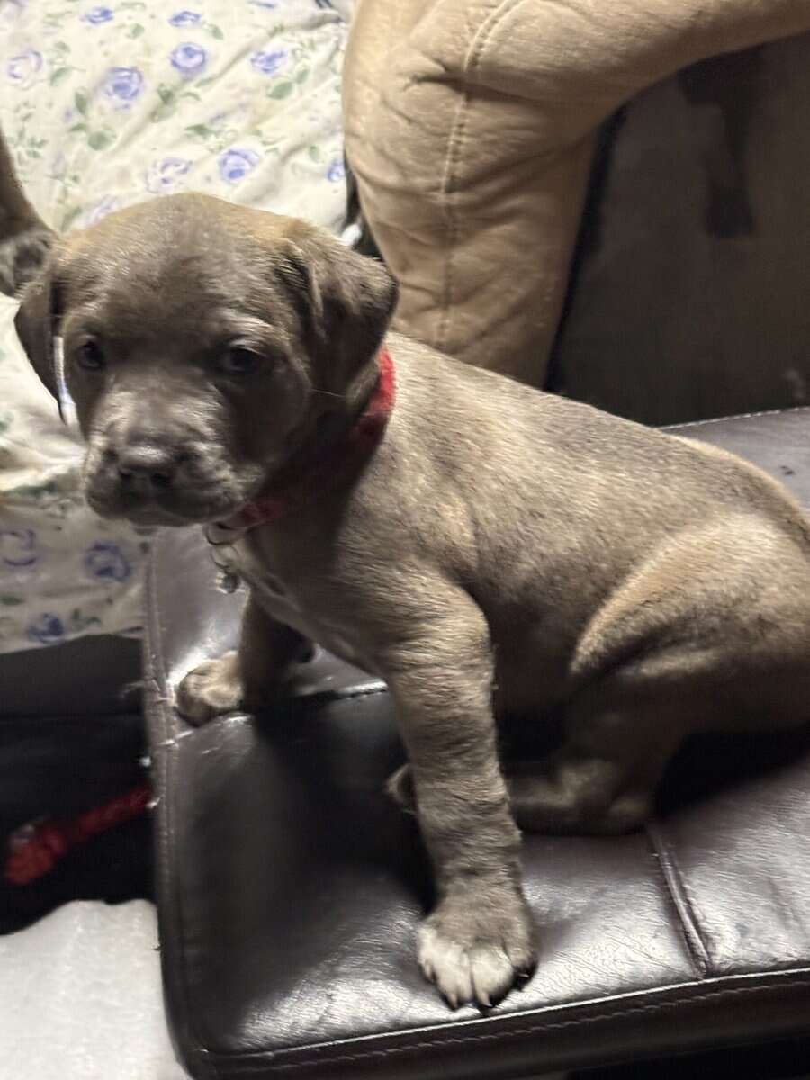 I have four boy and one girl of super cool puppies image 8