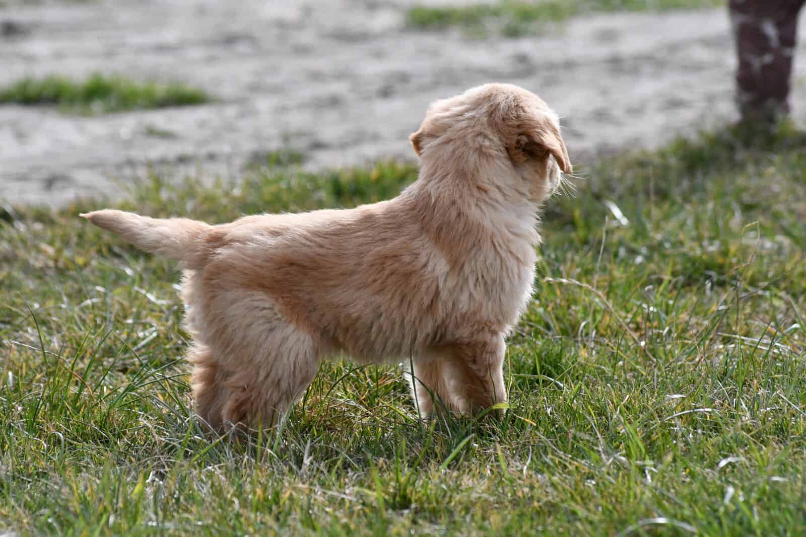 Purebred Golden Retriever papered image 7